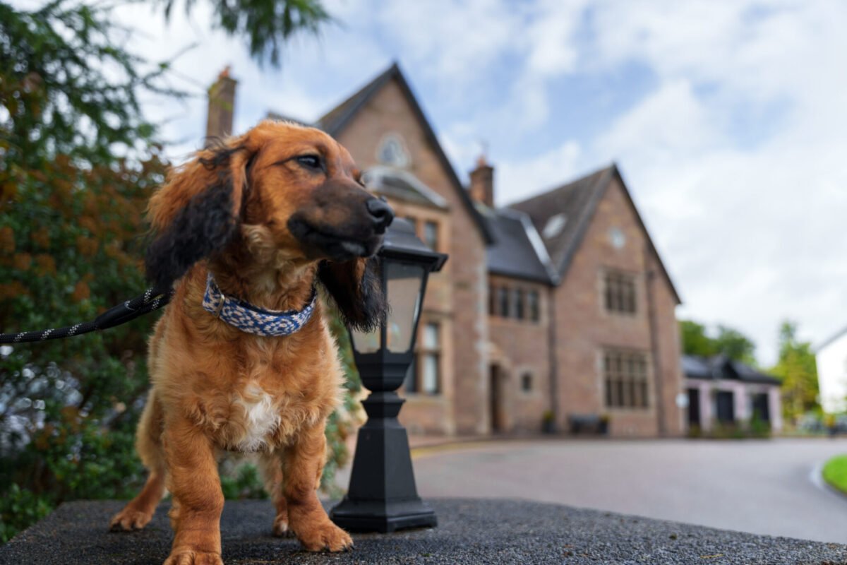 Crerar hotels launches search for first ‘Ambassadog’